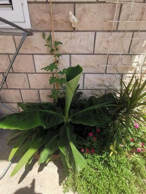 Makarska Blue Oasis Apartman 2-6 Kültér fotó