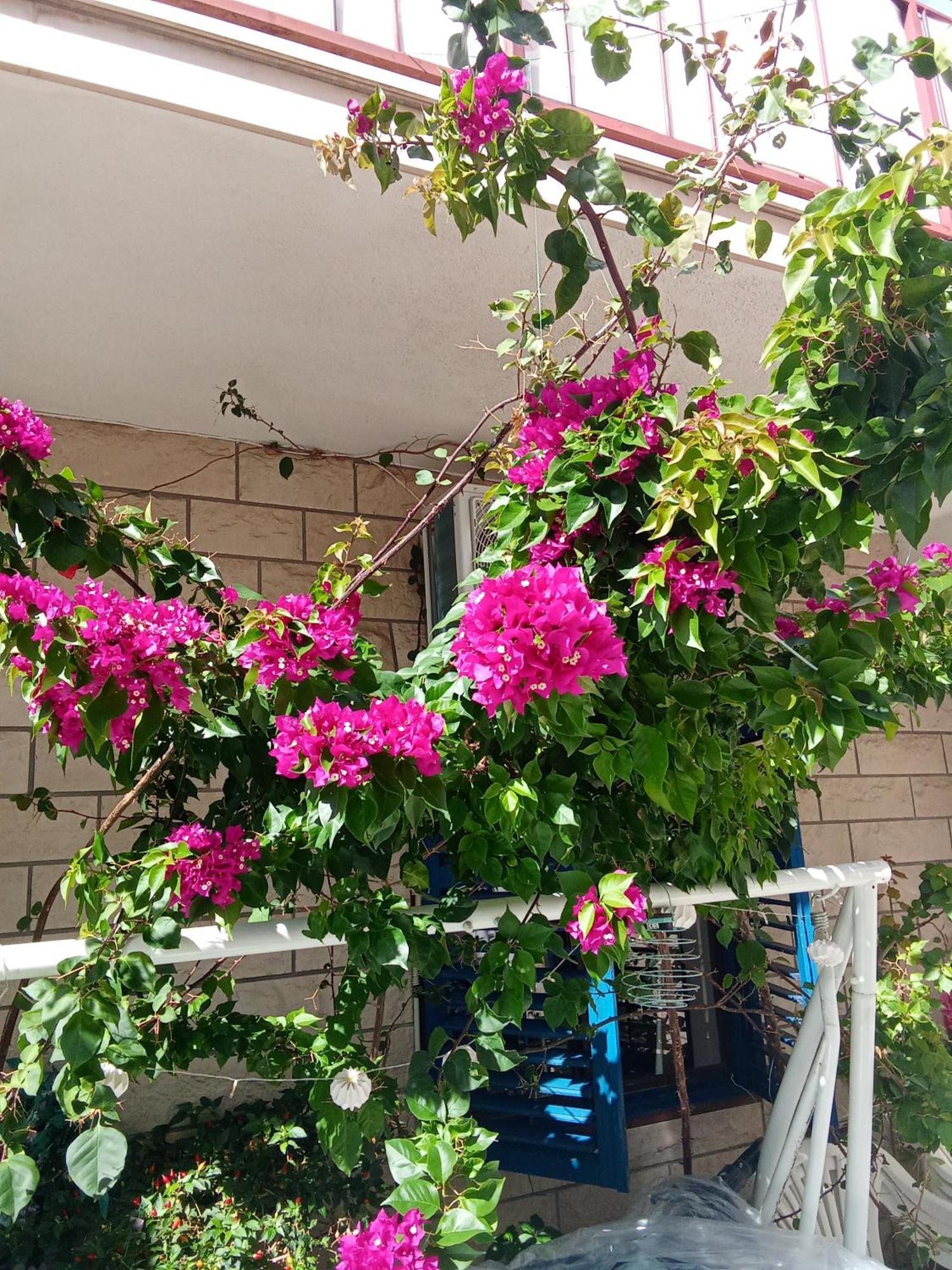 Makarska Blue Oasis Apartman 2-6 Kültér fotó